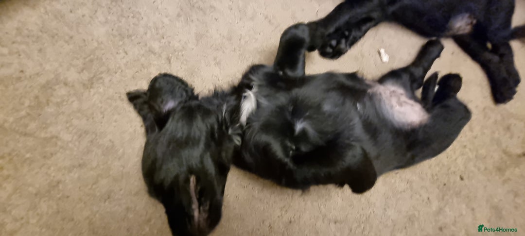 Mixed Breed dogs for sale: Ready for our forever homes - Advert 10