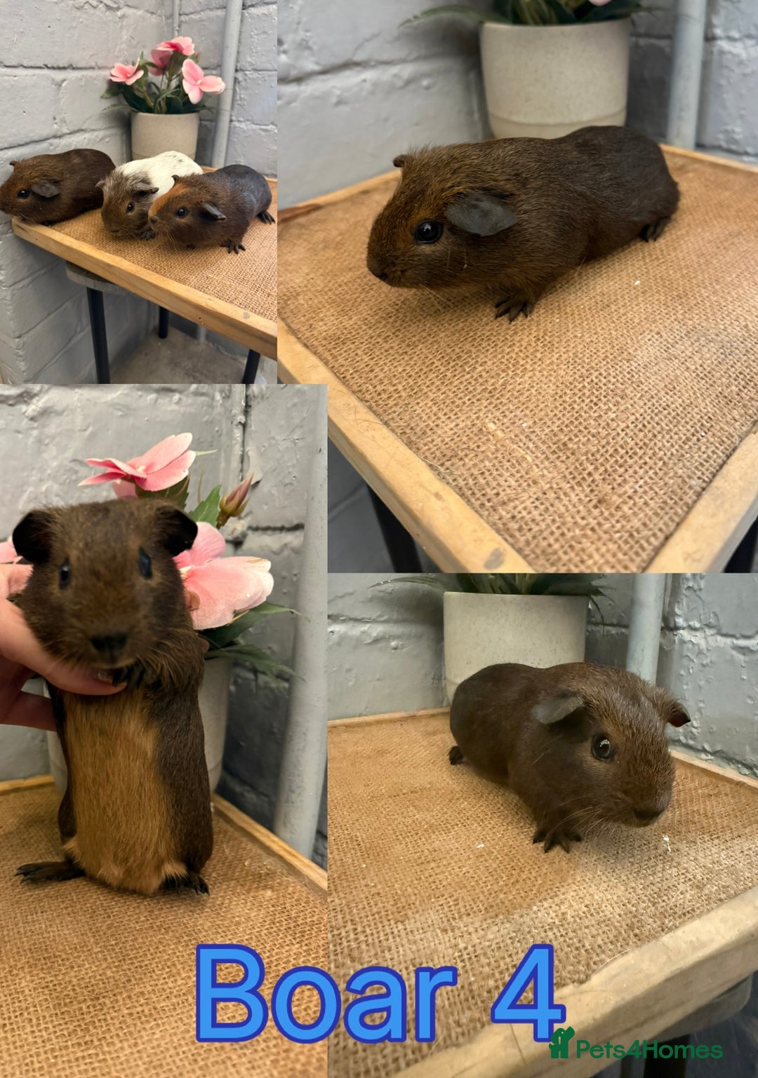 Guinea Pig rodents for sale: Guinea Pigs - Image 4