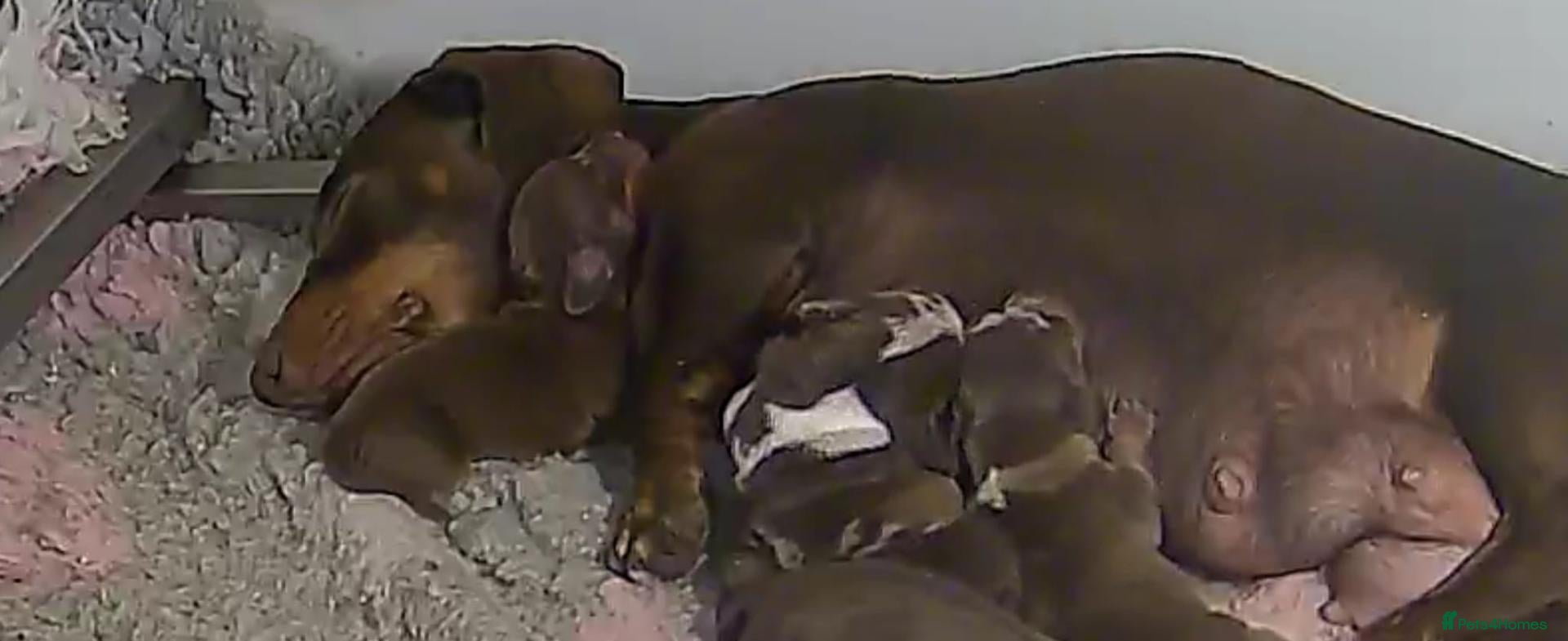 Miniature Dachshund dogs Miniature daschund pups - Advert 6