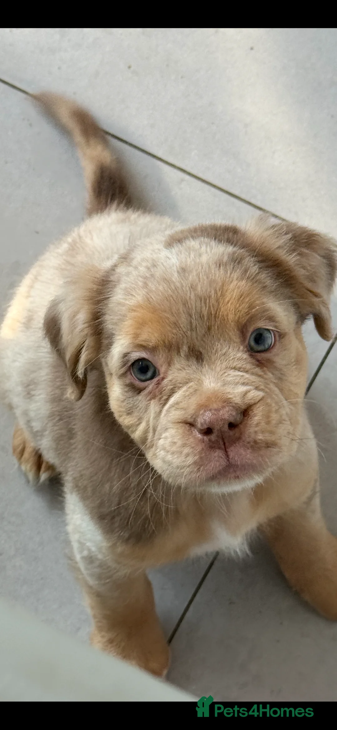 Olde English Bulldogge dogs for sale: Fluffy old English bulldog Champion Blood lines - Advert 2