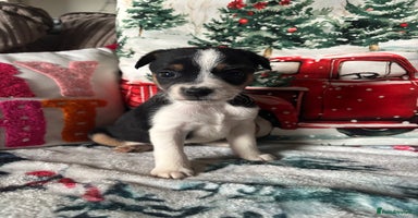 Parson Russell dogs Gorgeous Parson x Jack Russell’s  - Advert 9