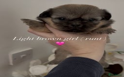 Shih Tzu dogs for sale: 4 shih tzu puppies for sale  - Image 10