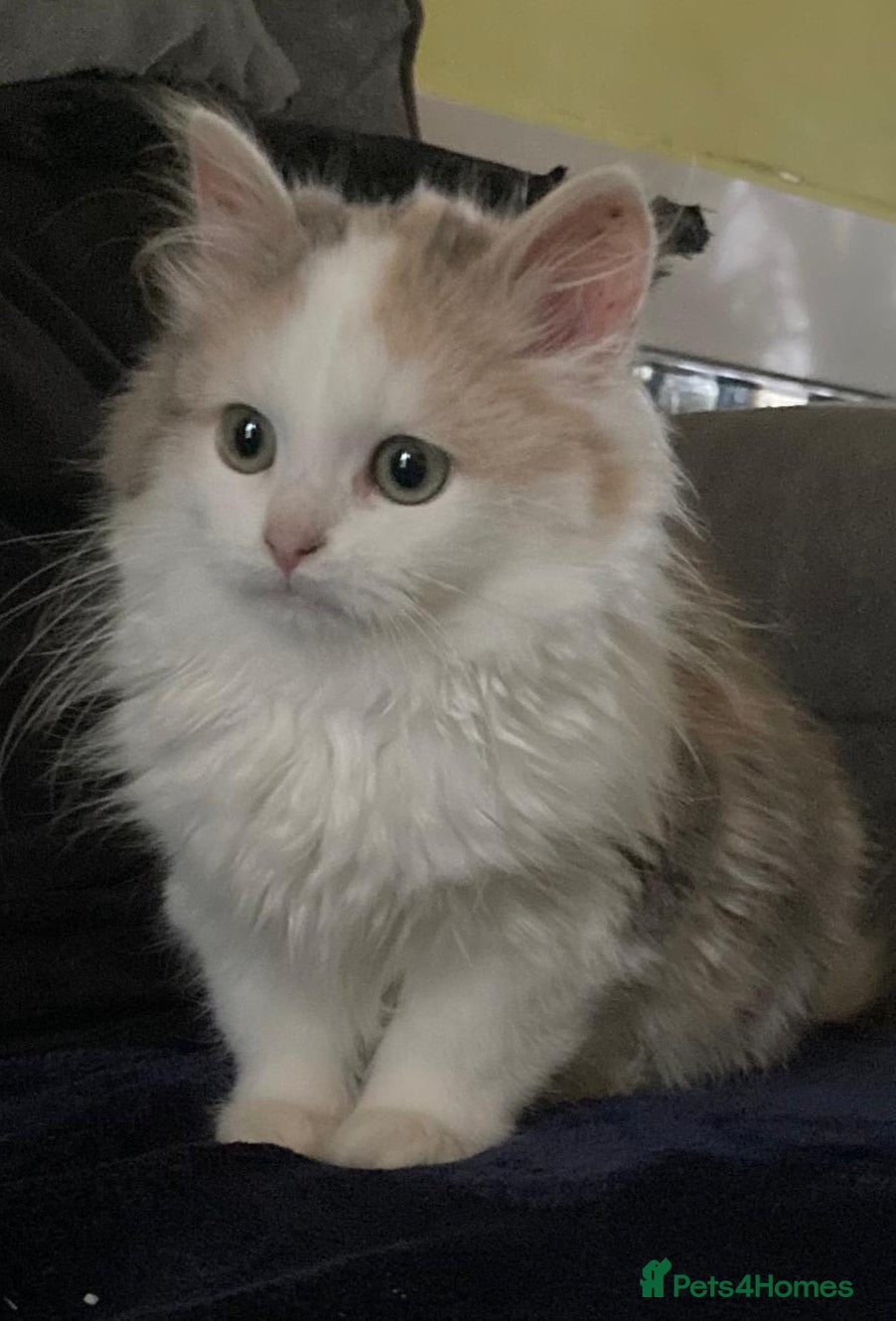 Siberian cats Siberian Calico  registered kittens  - Advert 1