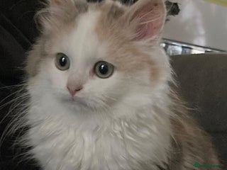 Siberian cats Siberian Calico registered kittens - Advert 4