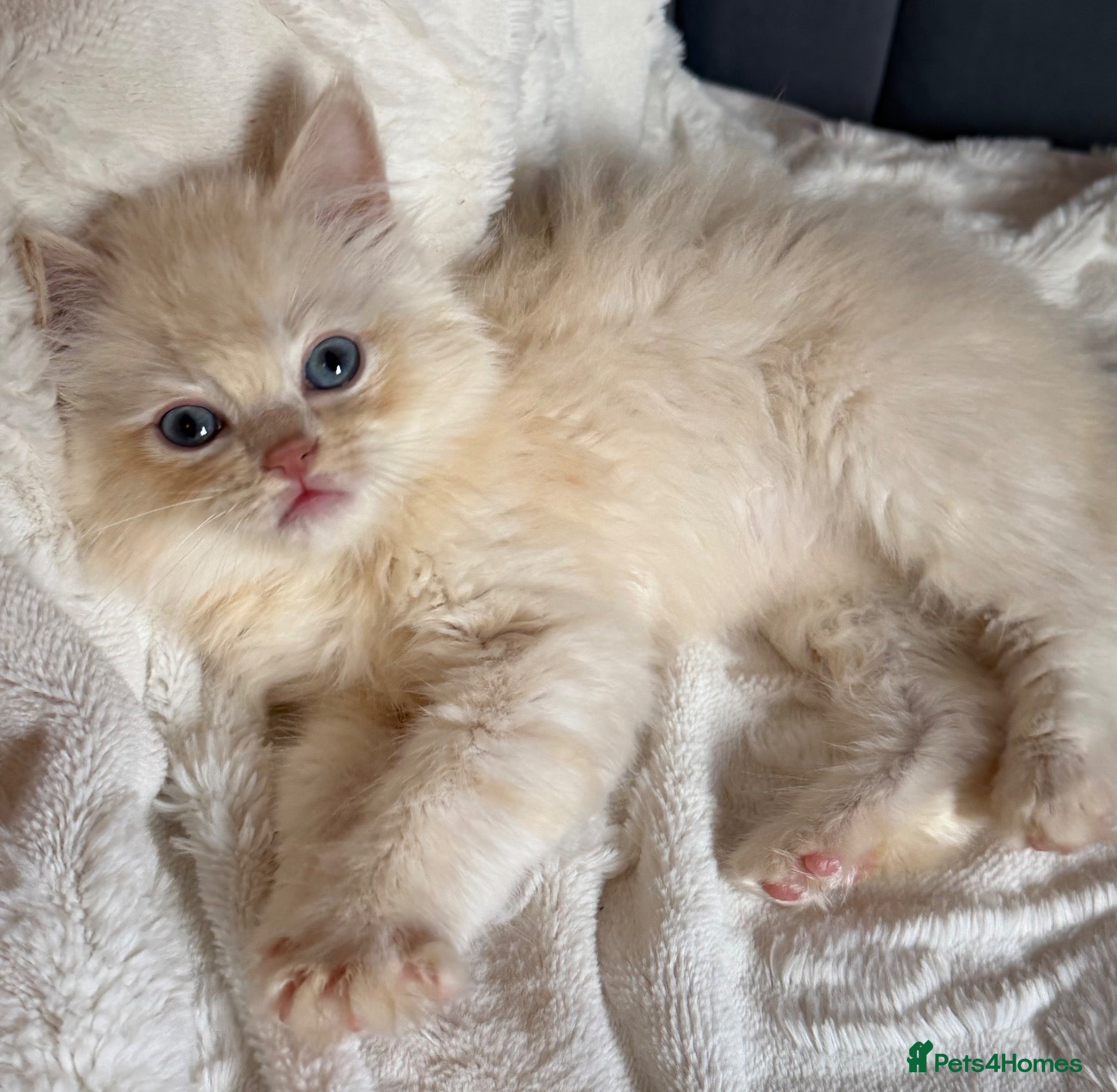 Ragdoll cats Full TICA Reg Ragdolls - Advert 6