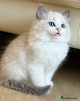 Ragdoll cats 💙2 beautiful Ragdoll kittens available 💙 - Advert 2
