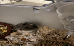 Hamster rodents for sale: Russian Dwarf Hamster (including cage,etc) - Image 2