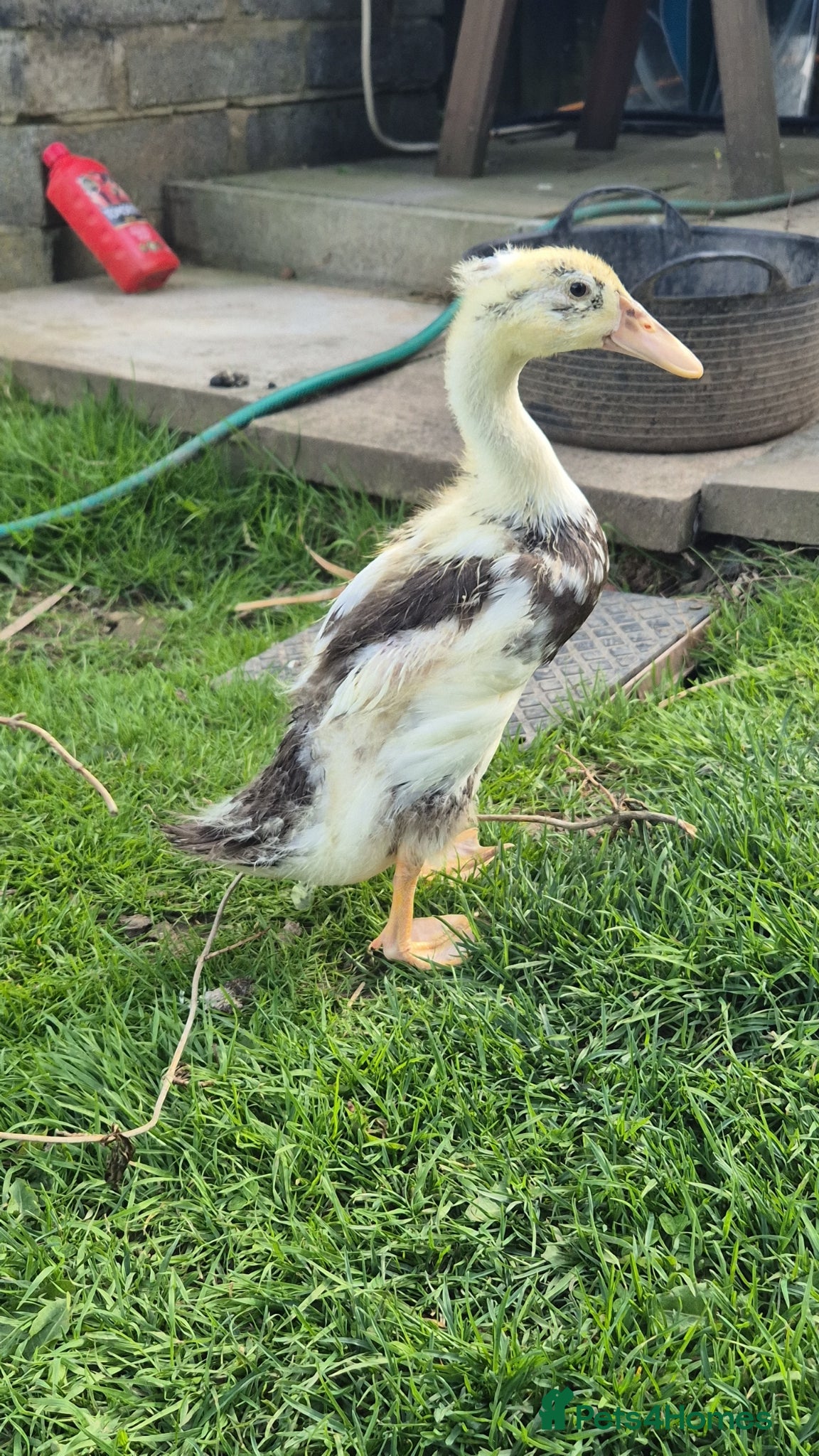 Ducks poultry Runner duck - Advert 1