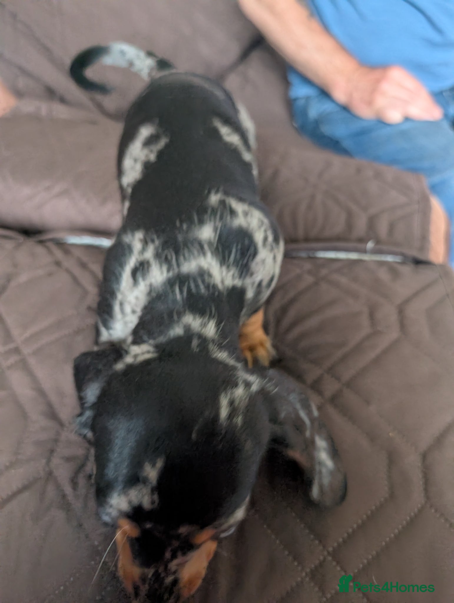 Miniature Dachshund dogs for sale: Adorable Miniature Dachshund Puppies Ready Now in Knottingley - Advert 7