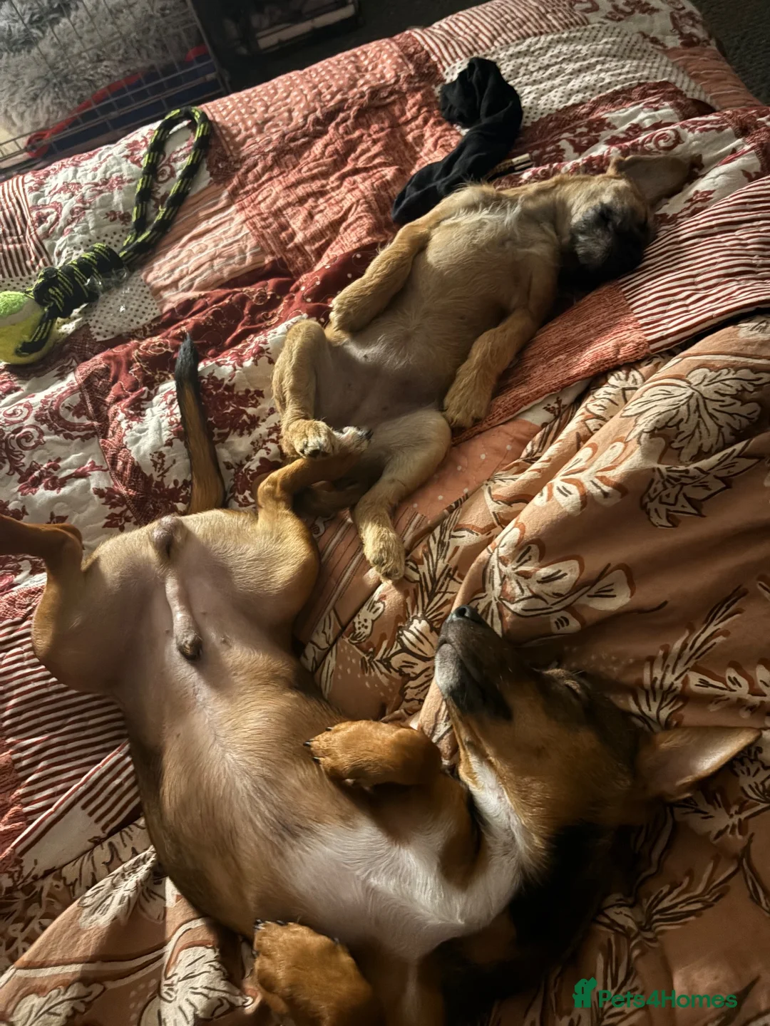 Mixed Breed dogs for sale: Boy and girl puppy  in London - Advert 7