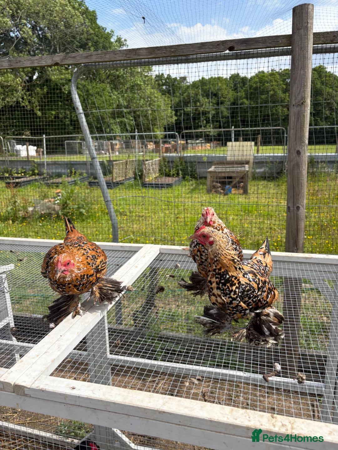 Chickens poultry for sale: Sabelpoot Hens | 6 months old in Alton - Advert 2