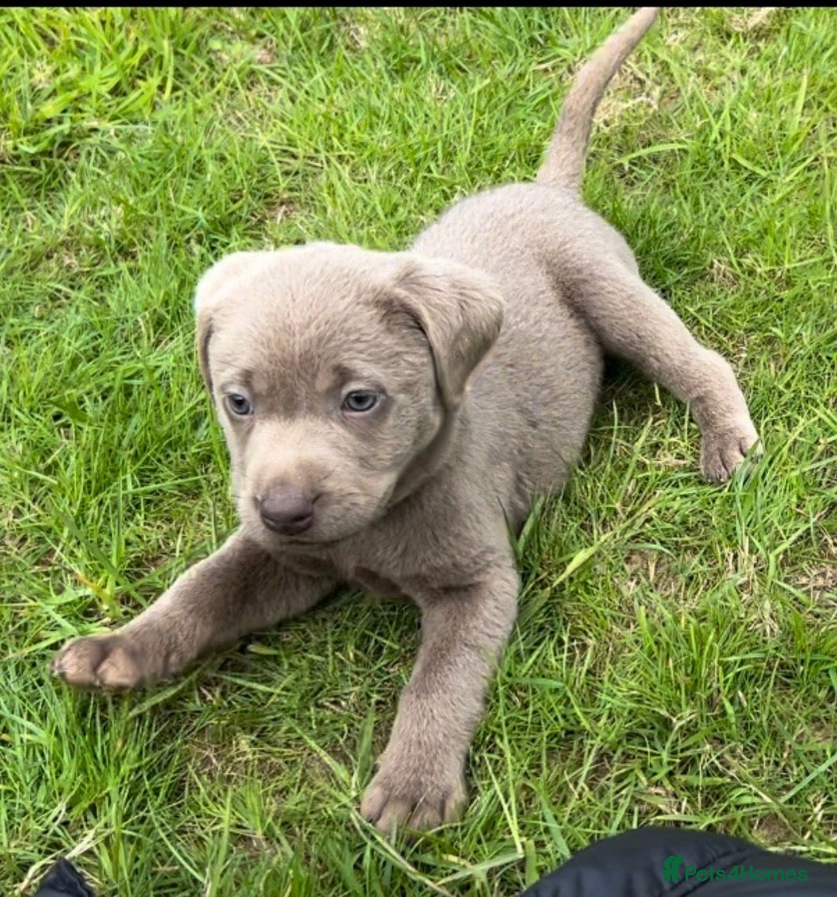Labrador Retriever dogs 4 left Stunning Silver Labrador Pups  - Advert 14