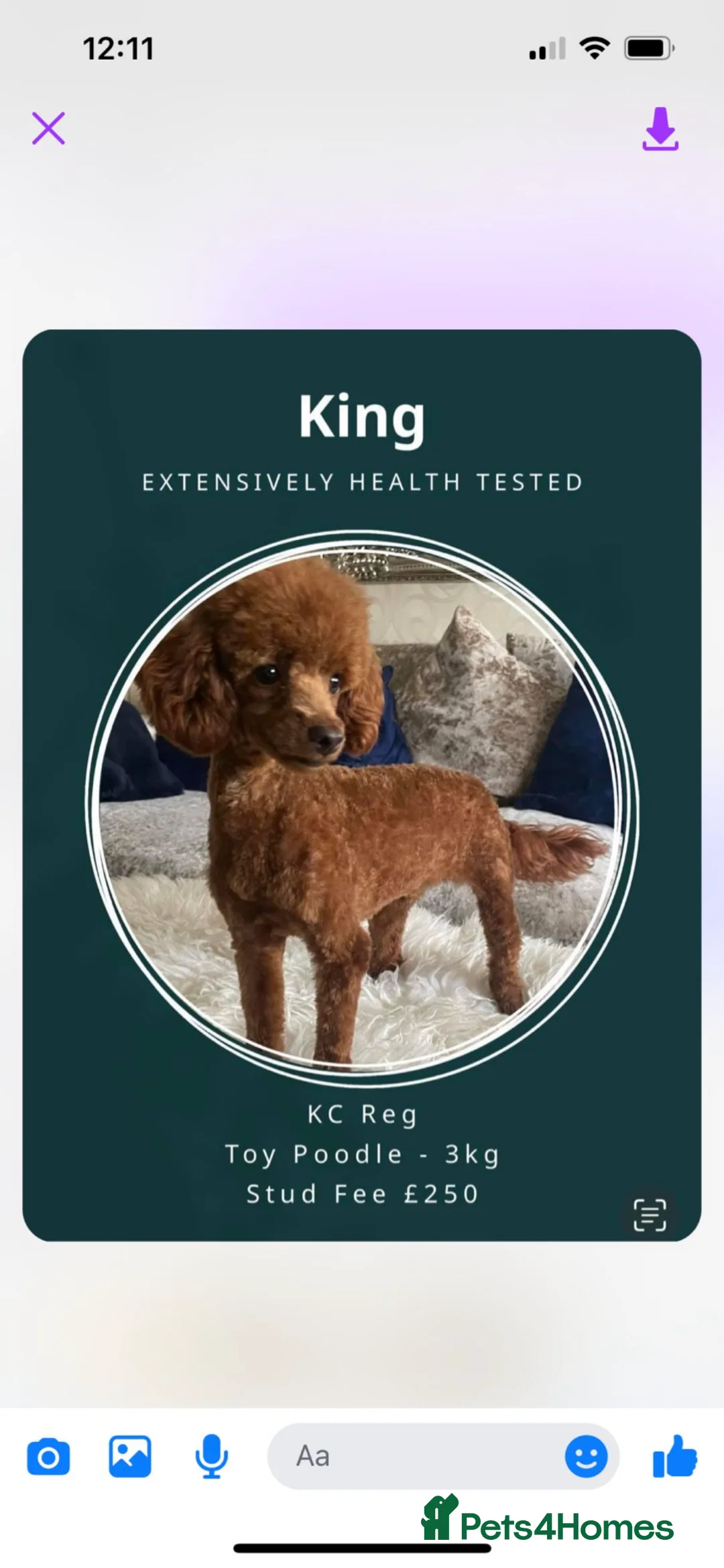 Cavapoo dogs for sale: Beautiful tiny f1bb cavapoo puppies PRA clear in Rainham - Advert 2