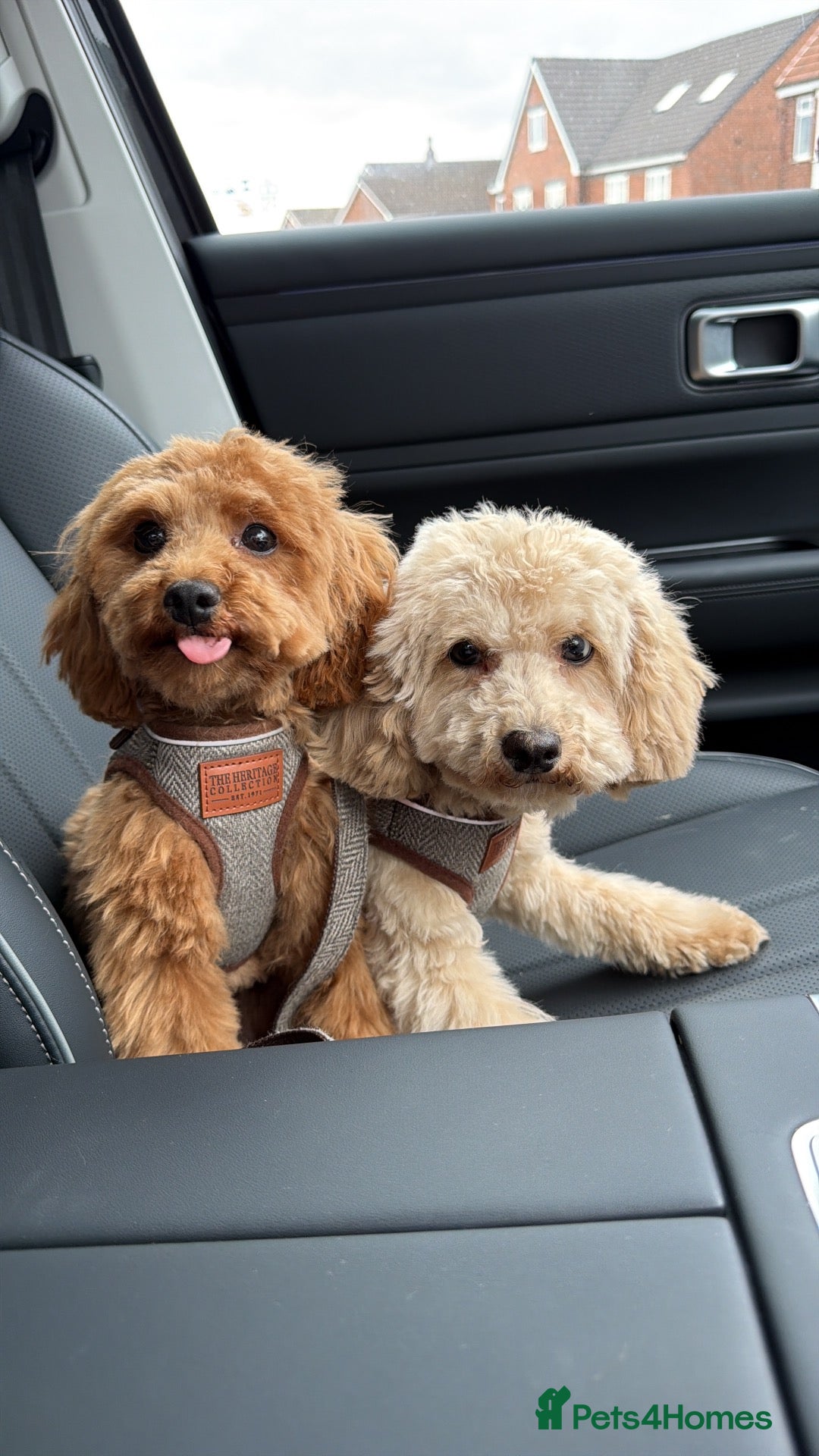 Cavapoo dogs 🐾 Cookie & Cream – Two Beautiful Young Dogs - Advert 1