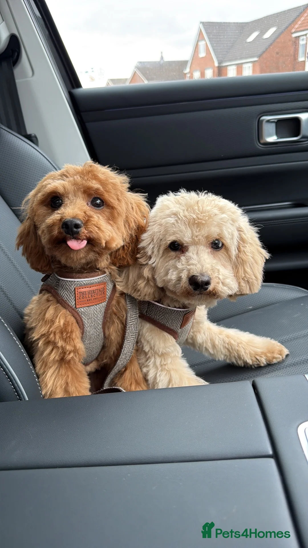 Cavapoo dogs for sale: 🐾 Cookie & Cream – Two Beautiful Young Dogs in Doncaster - Advert 1