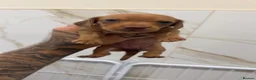 Miniature Dachshund dogs for sale: Cream & Chocolate Long Haired Carriers  - Advert 6