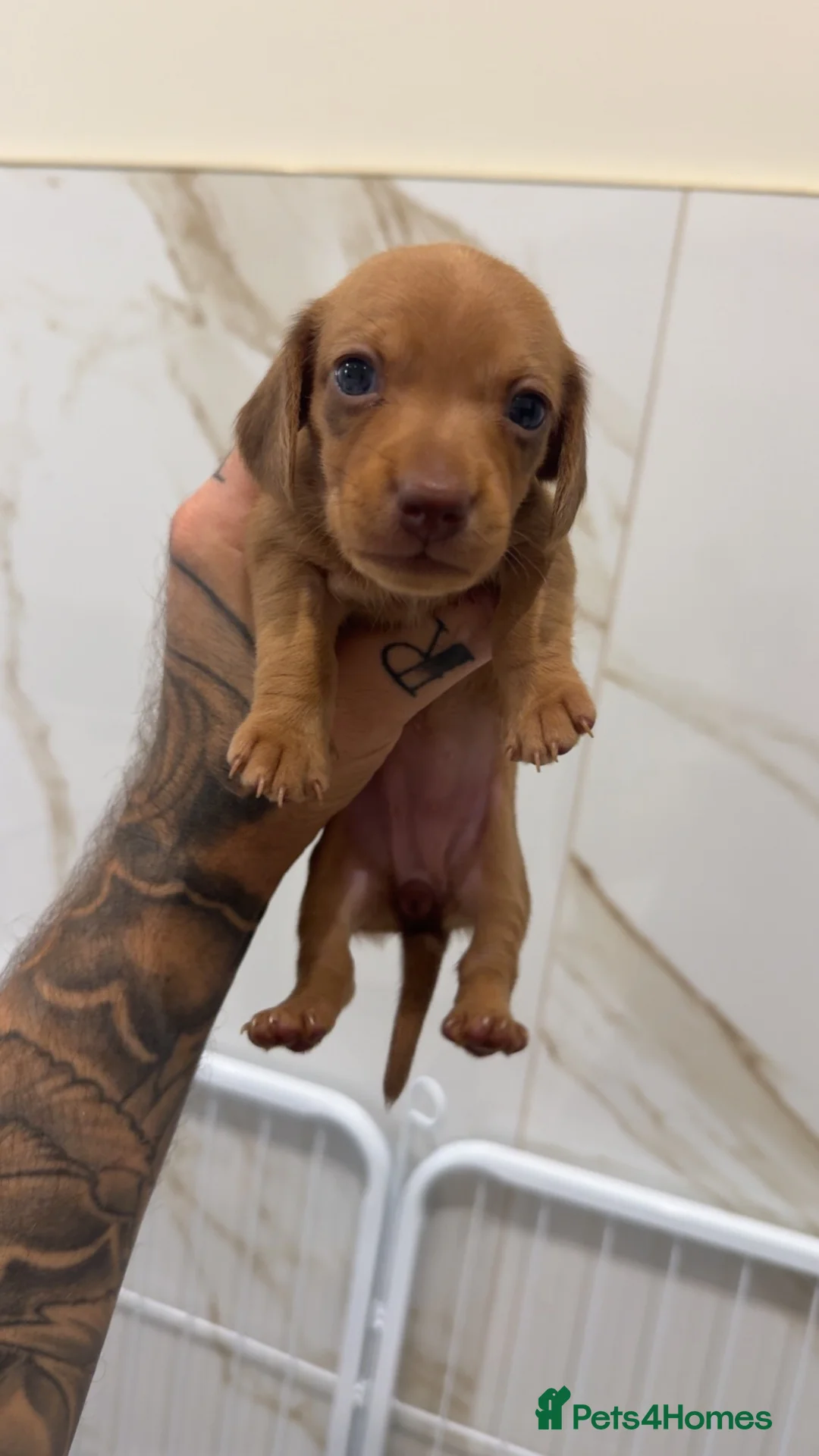 Miniature Dachshund dogs for sale: Cream & Chocolate Long Haired Carriers  - Advert 6