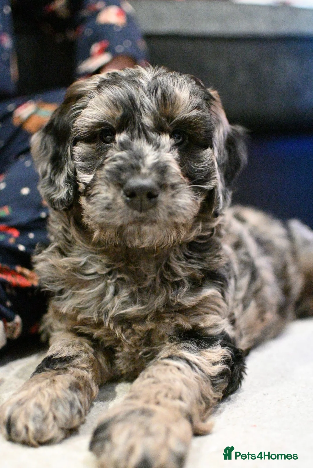 Poodle dogs for stud:  CHCHOCOLATE MERLE POODLE CARRYING PARTI in Todmorden - Advert 7