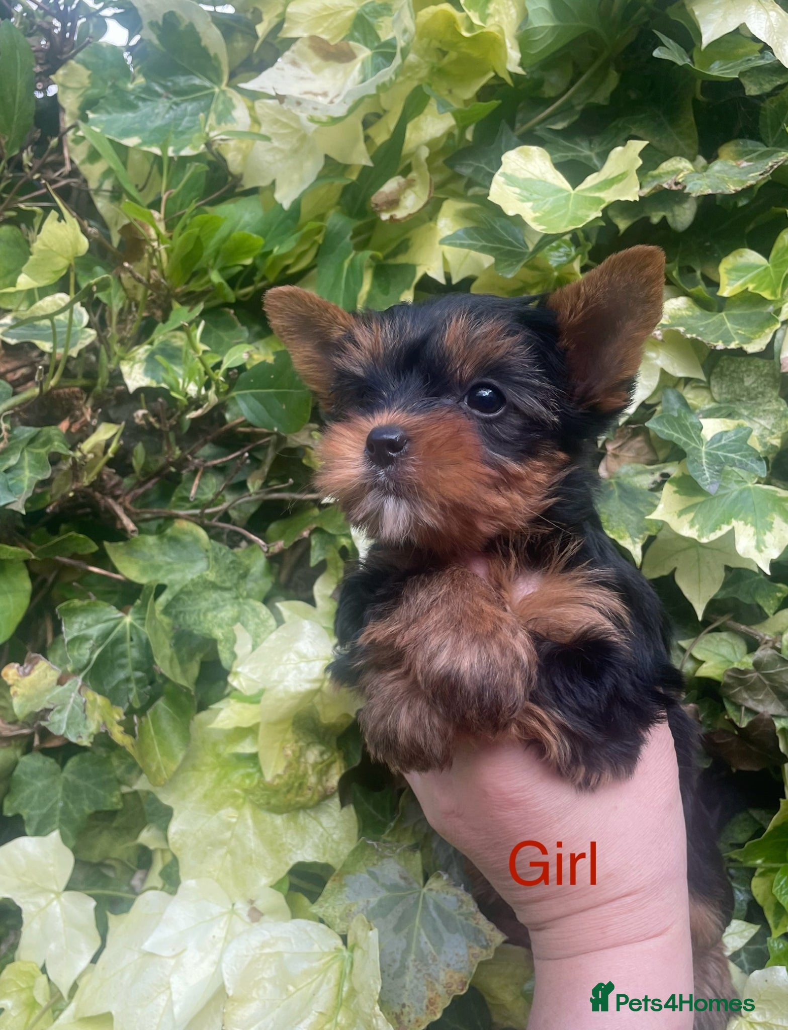 Yorkshire Terrier dogs Adorable KC Yorkies – Last Girl available ❤️ - Advert 11