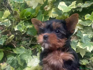 Yorkshire Terrier dogs Adorable KC Yorkies – Last Girl available ❤️ - Advert 11