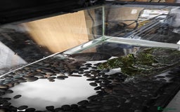 Turtle reptiles for sale: 2 musk turtle setup  - Image 3