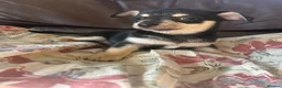Chihuahua dogs for sale: 5 Beautiful Chihuahua Puppies For Sale  - Advert 32