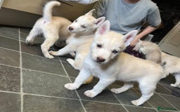 Siberian Husky dogs for sale: Beautiful Siberian Huskies- Last 4 Reduced!! - Image 5