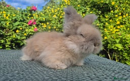Angora rabbits for sale: 😍Large Angora babies- parents imported from 🇫🇷  - Image 30
