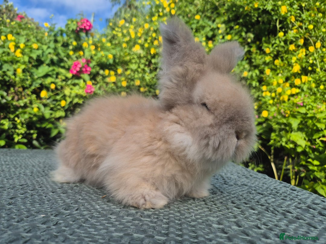 Angora rabbits for sale: 😍Large Angora babies- parents imported from 🇫🇷  - Image 30