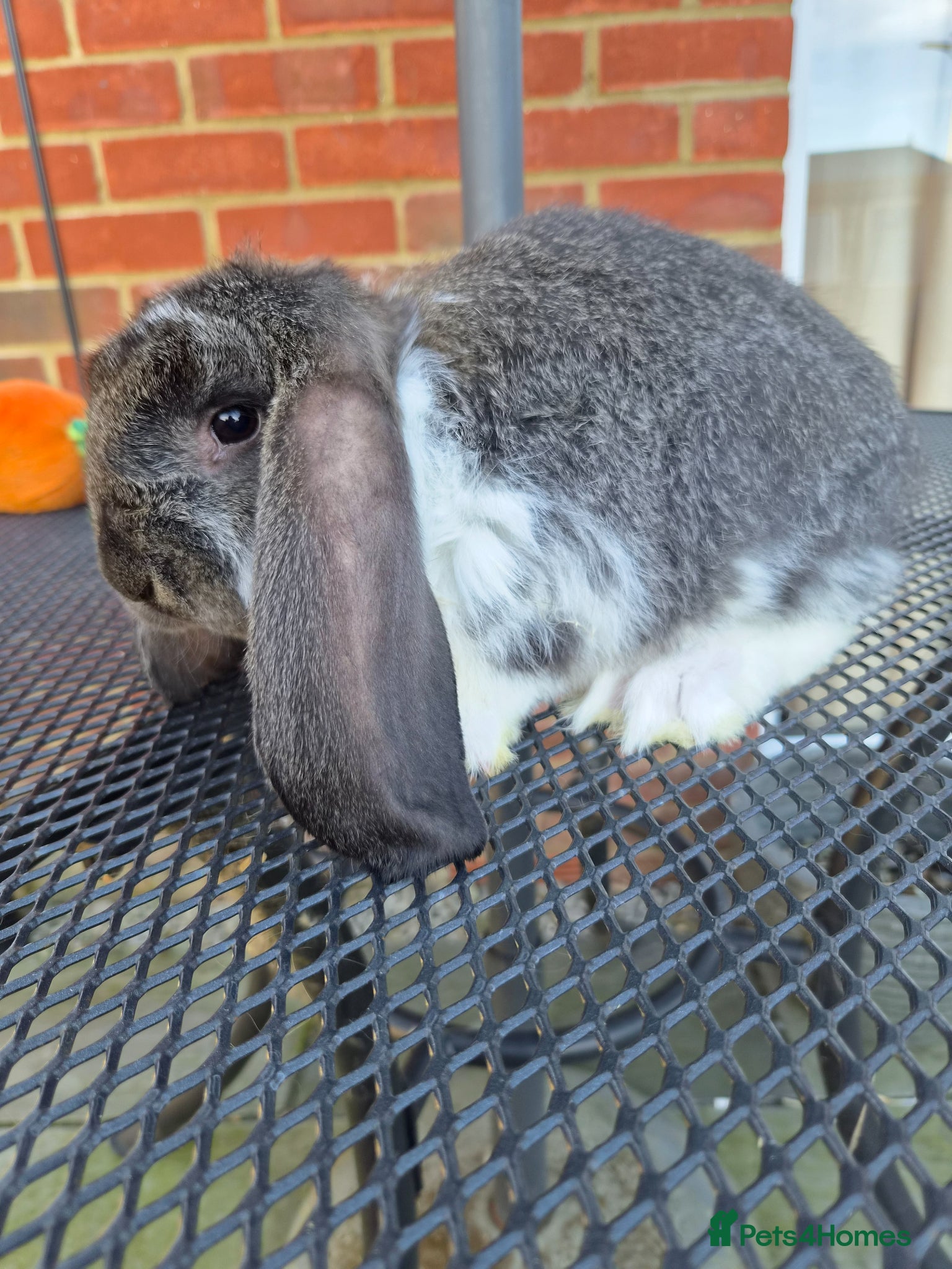 French Lop rabbits French lops  - Advert 1