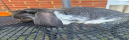 French Lop rabbits for sale: French lops  - Advert 2