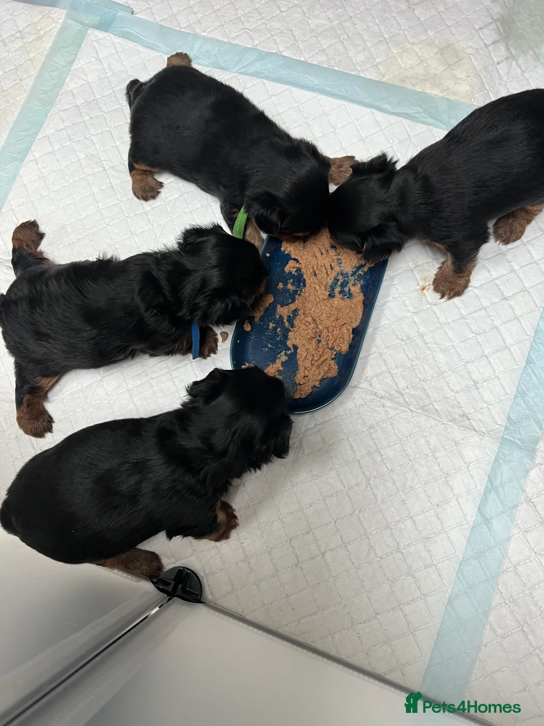 Yorkshire Terrier dogs for sale: Exceptional Pure Yorkshire Terrier Boys  - Advert 15