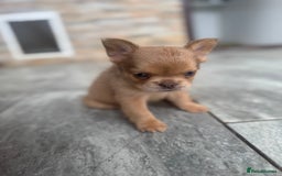 French Bulldog dogs for sale: Fluffy French Bulldogs/DNA Tested Parents  - Image 10
