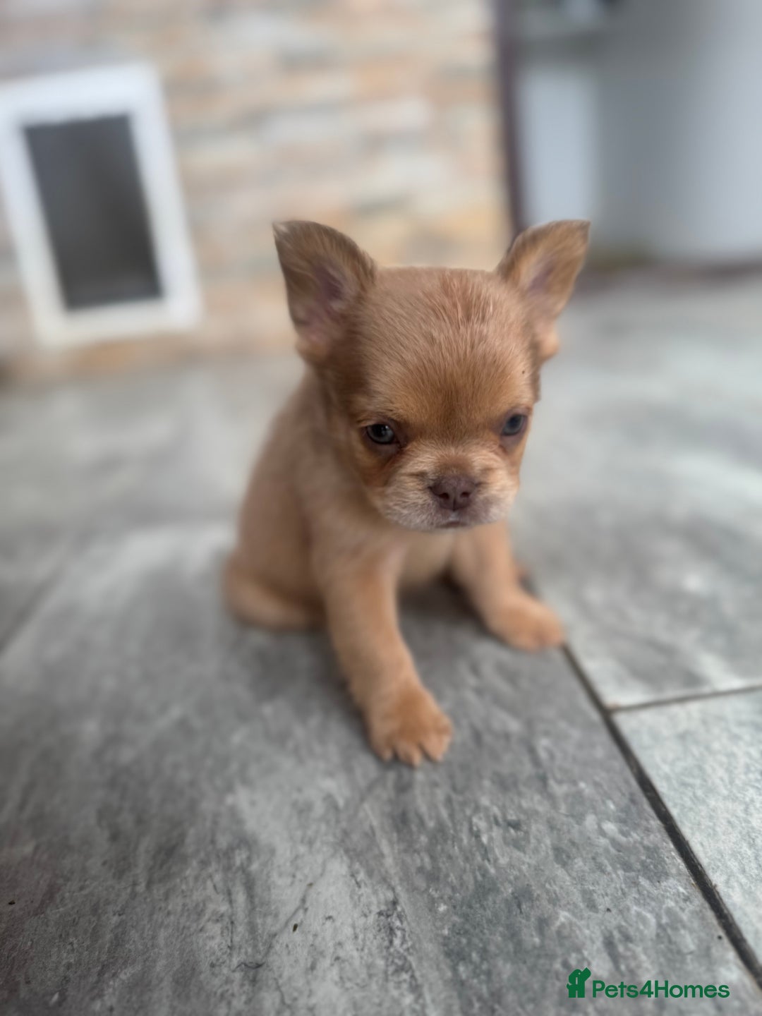 French Bulldog dogs for sale: Fluffy French Bulldogs/DNA Tested Parents  - Image 10