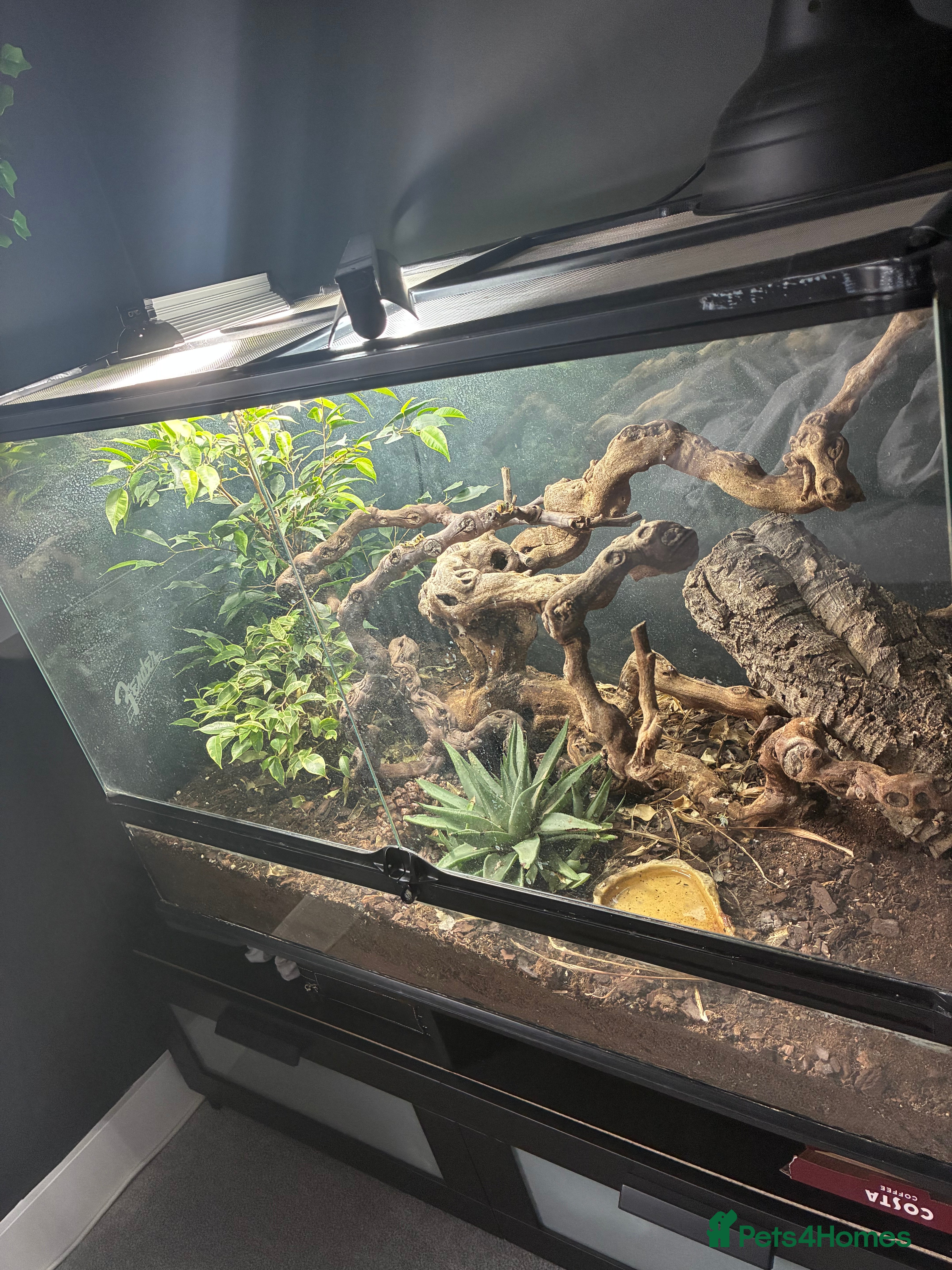 Skink reptiles Green tree skink + full enclosure for sale - Advert 1
