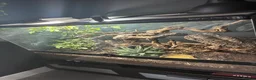 Skink reptiles for sale: Green tree skink + full enclosure for sale - Advert 1