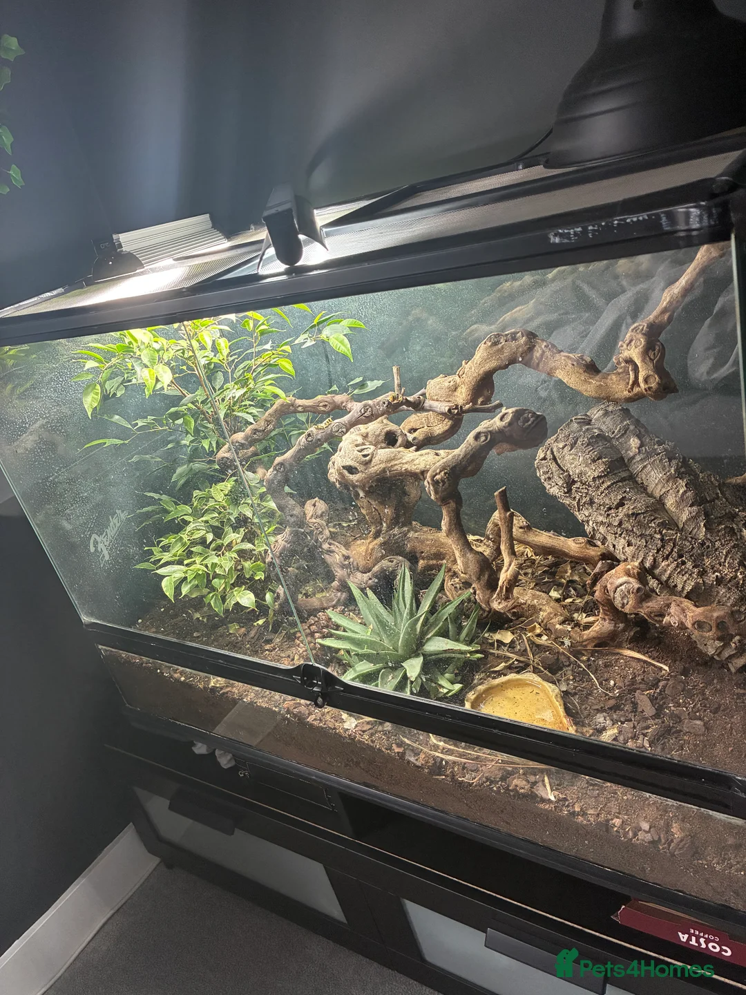 Skink reptiles for sale: Green tree skink + full enclosure for sale - Advert 1