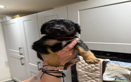 Cocker Spaniel dogs for sale: Cocker x collie pups for sale - Image 3
