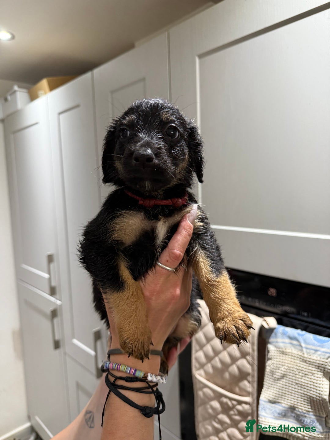 Cocker Spaniel dogs for sale: Cocker x collie pups for sale - Image 3