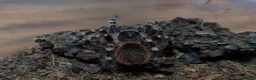 Tarantulas invertebrates for sale: Goliaths, Pokies and Velvet Spiders - Advert 4