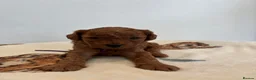 Cavapoo dogs for sale: Cavapoo Puppies for sale - Advert 16