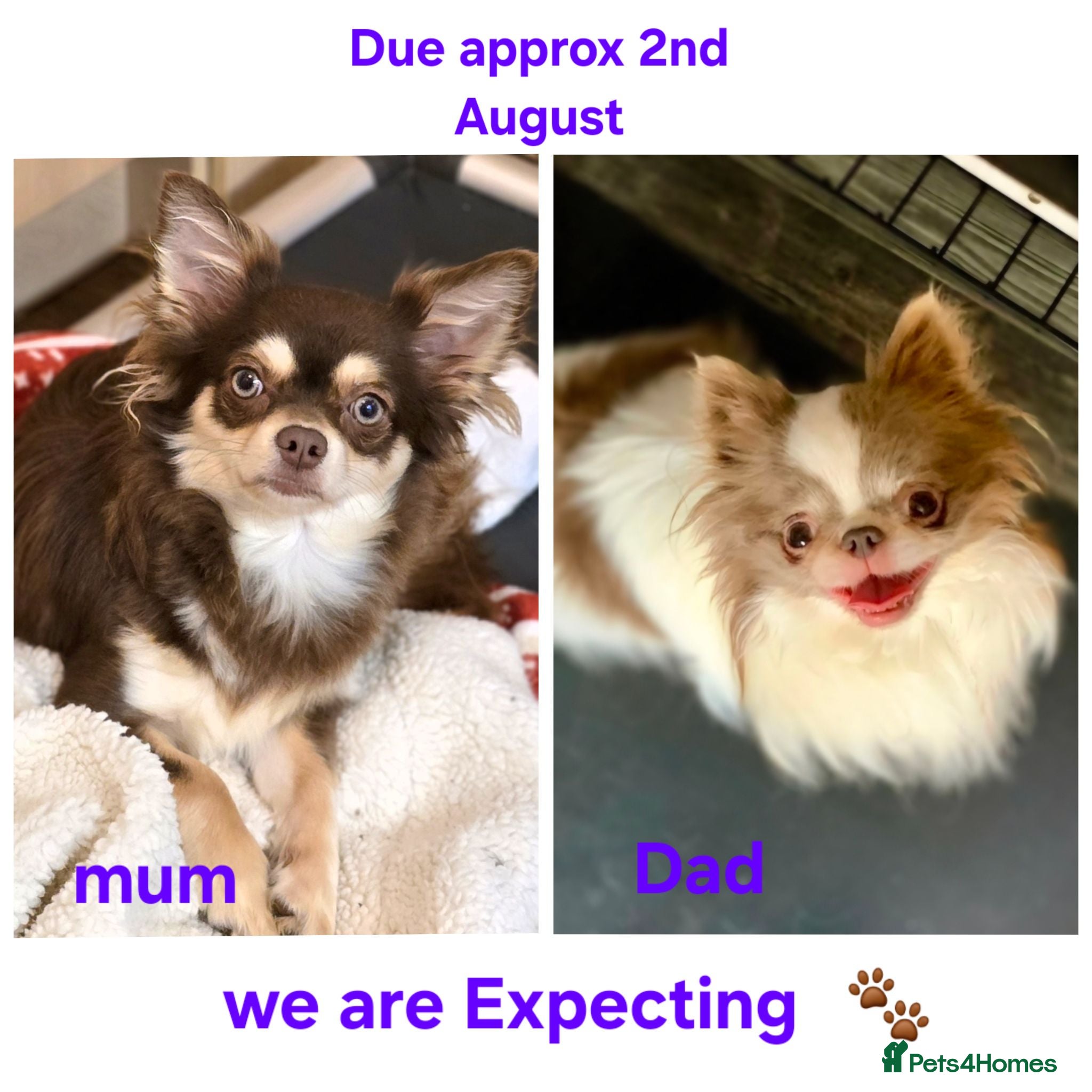 Chihuahua dogs Long coat chihuahua puppies due August 2nd - Advert 1