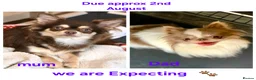 Chihuahua dogs for sale: Long coat chihuahua puppies due August 2nd - Advert 1