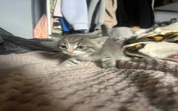 Mixed Breed cats for sale: Beautiful grey kittens - Image 20