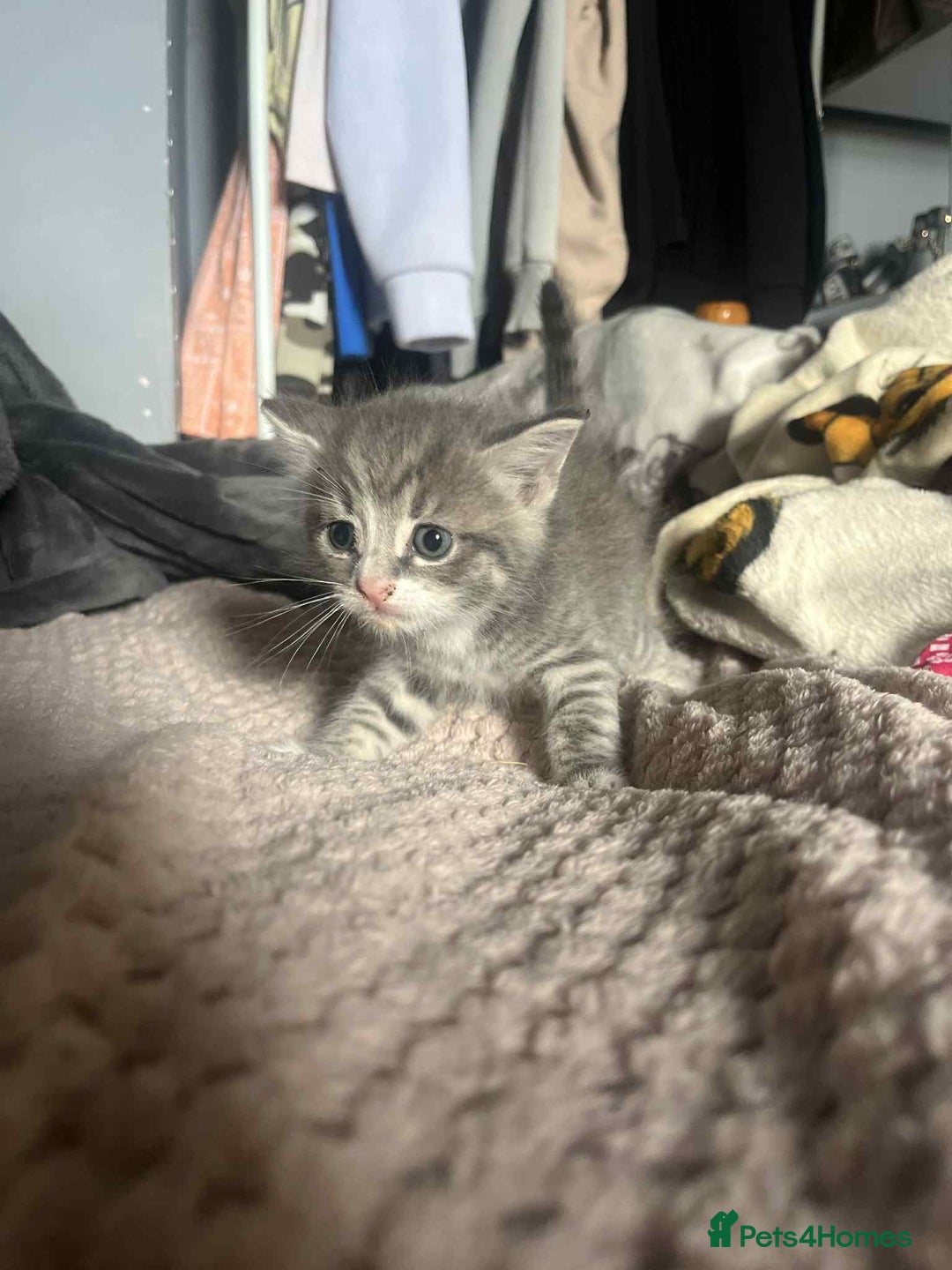 Mixed Breed cats for sale: Beautiful grey kittens - Image 20