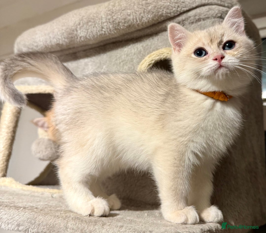 British Shorthair cats for sale: ⭐️Golden and Blue Golden Chinchilla kittens⭐️ - Advert 16