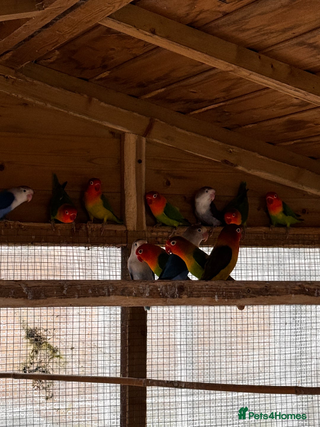 Lovebirds birds for sale: Lovebirds for sale - Advert 10