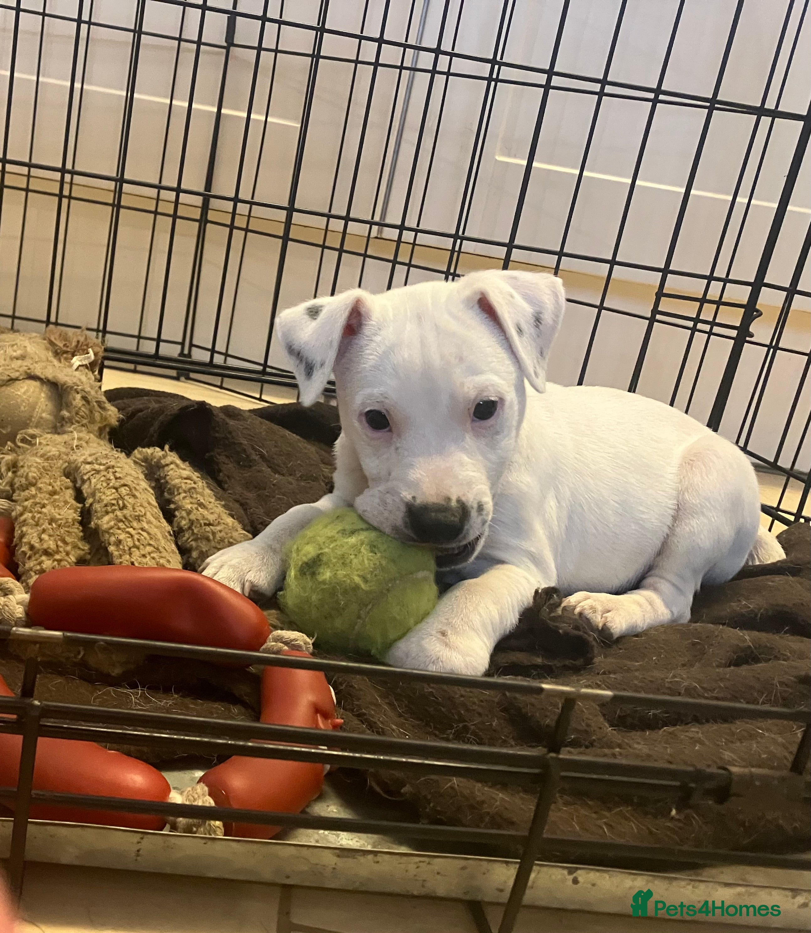 Parson Russell dogs 3/4 Parson Russell X 1/4 Patterdale  - Advert 3