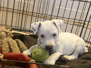 Parson Russell dogs 3/4 Parson Russell X 1/4 Patterdale - Advert 3