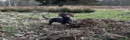Mixed Breed dogs for sale: Beautiful, affectionate Cocker x Dachshund - Advert 2